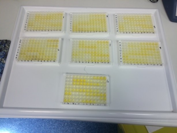 Picture of lab work