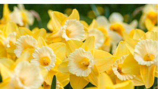 NIHR School of Primary Care Research, March Newsletter. 
Close up of a field of daffodils.